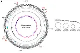 Schematic of A. ureilytica’s genome, with nine circular replicons shown at the same relative size. The plasmid pAU20rrn, the smallest replicon, encodes its sole copy of the 16S rRNA operon. Source