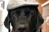 Close up of black lab, Cooper, wearing a hat and scarf looking dapper