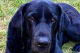 Picture of a black lab lying on the grass