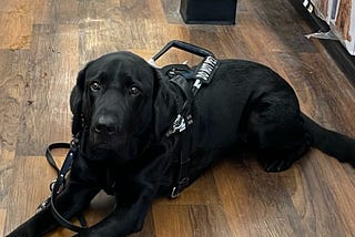 A photo of a black lab guide dog in working harness