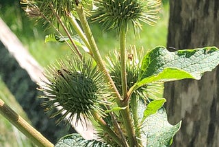 Close up of green burdock flowers