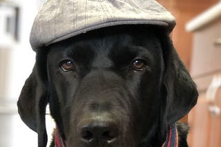 Close up of black lab, Cooper, wearing a hat and scarf looking dapper