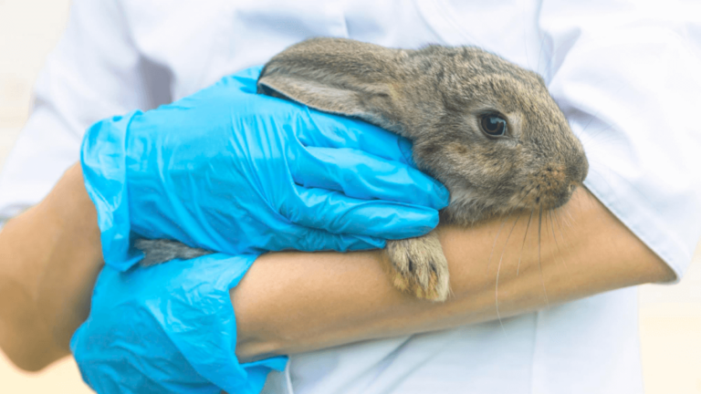 ¿Cómo saber si mi conejo se va a morir? 12 señales de alarma