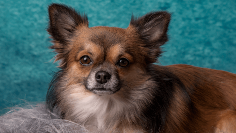 Perro pequeño y peludo.