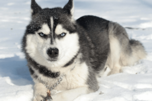 Los «huskies» son agresivos? Conoce su carácter