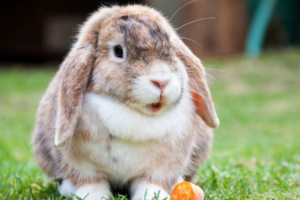 Razas de conejos enanos o toy para tener como mascota