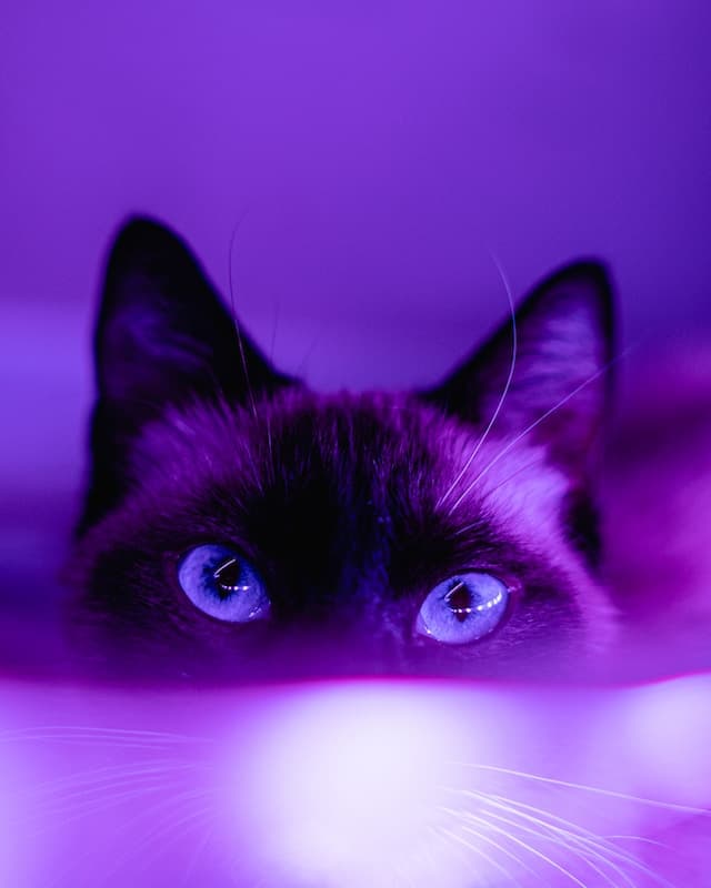 A closeup of a siamese cat peeking over an object only their head visible from the eyes up to their ears.