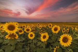 Brighten Your Day with North Dakota's Spectacular Sunflower Super Bloom in July and August