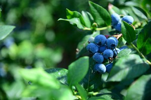 I Love Fruit &amp; Veg from Europe: le proprietà benefiche dei frutti di bosco.