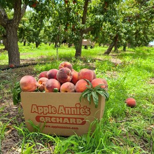 Apple Annie's Announces Annual Peach Mania Celebration in Willcox, AZ