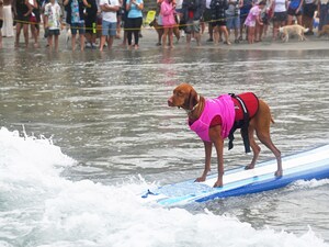 SUR-FURS PREPPED TO FETCH TOP HONORS AT HELEN WOODWARD ANIMAL CENTER'S 19TH ANNUAL SURF DOG SURF-A-THON