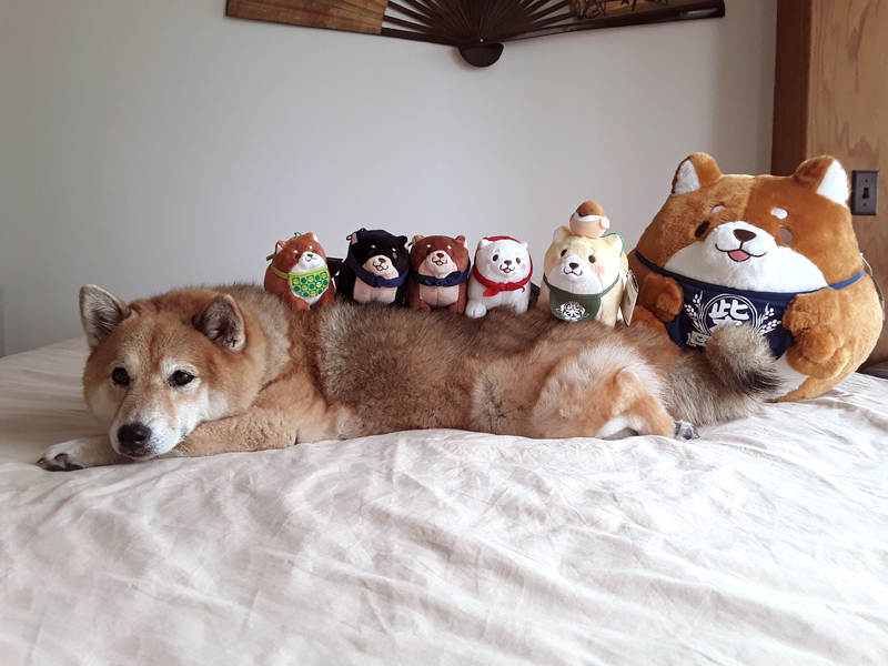 shiba inu plush toys