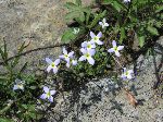 Bluets (Houstonia caerulea), flower