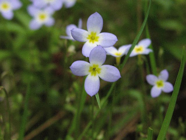 Bluets (Houstonia caerulea)