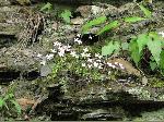 Bluets (Houstonia caerulea), flower