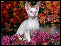 Biay, Devon Rex