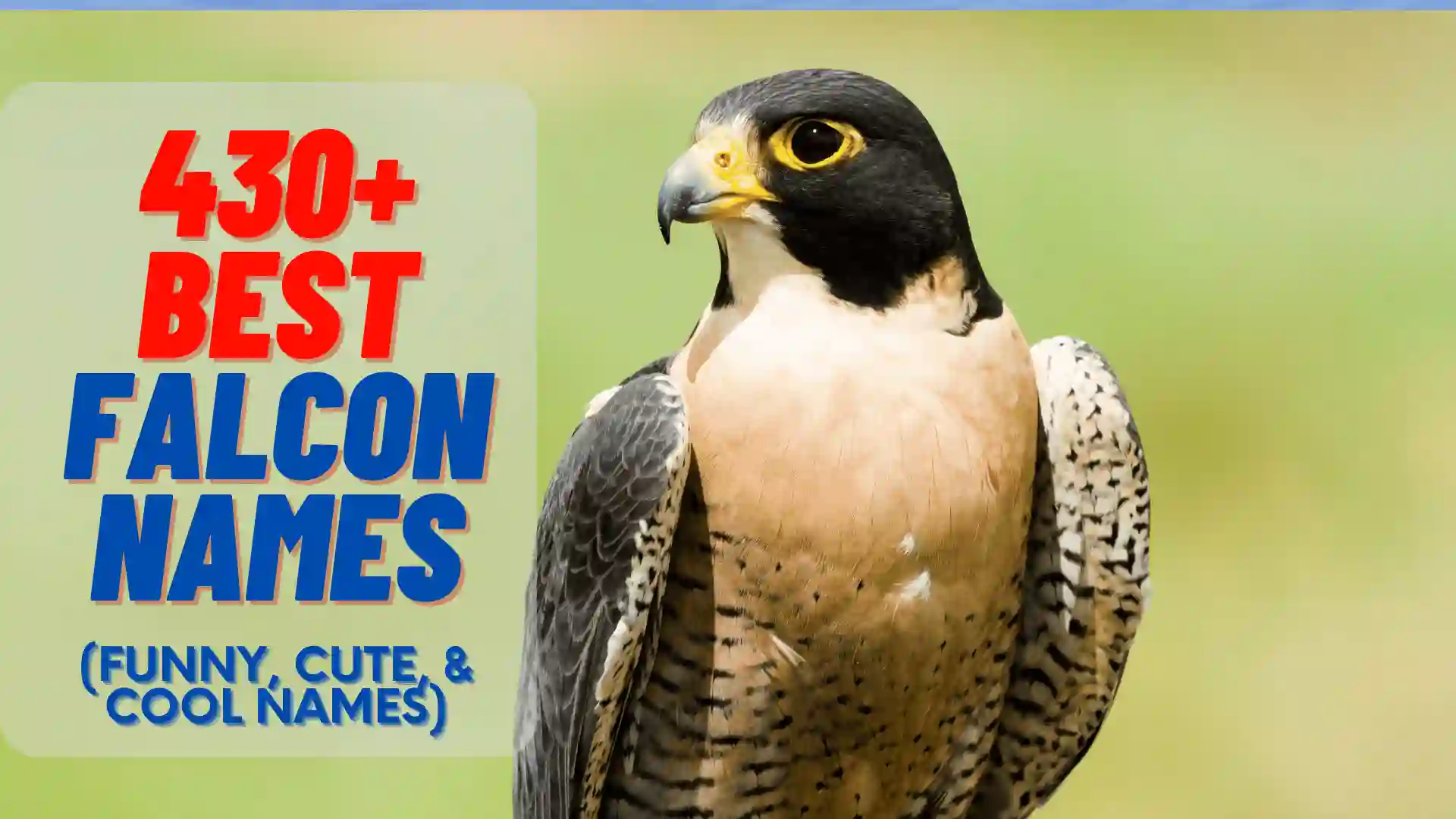 430+ Best Falcon Names