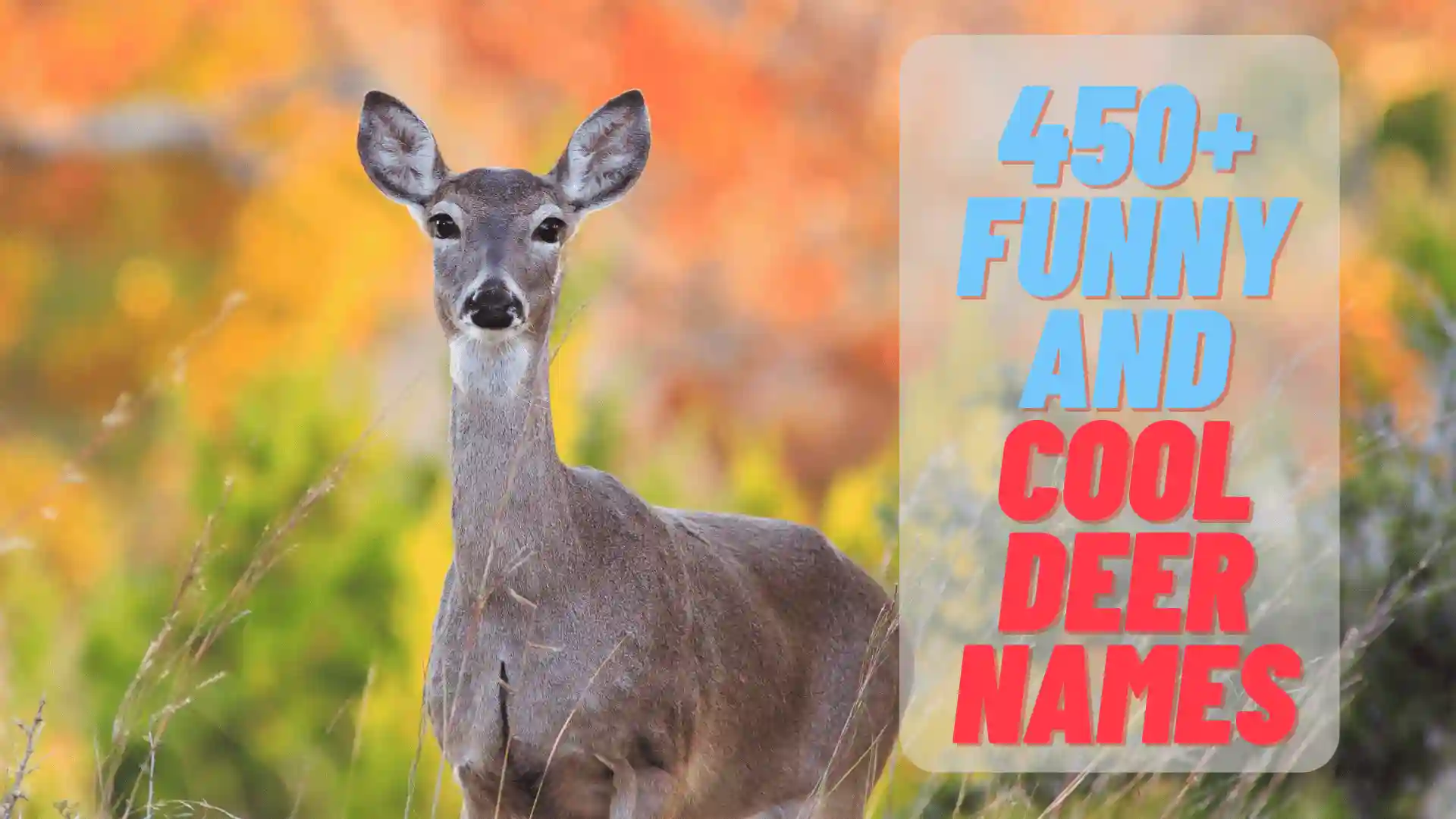 450+ Funny And Cool Deer Names