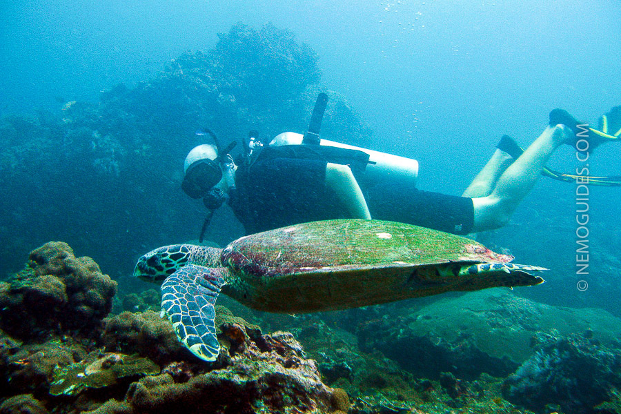 diving-thailand