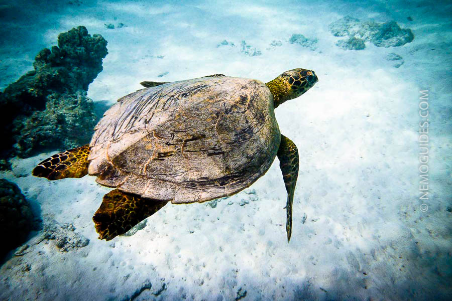 ko-similan-best-dive-site