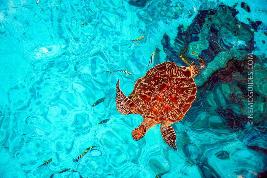 ko-similan-turtle