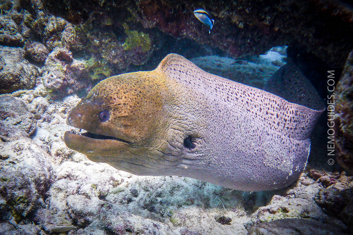 ko-talu-moray-eel