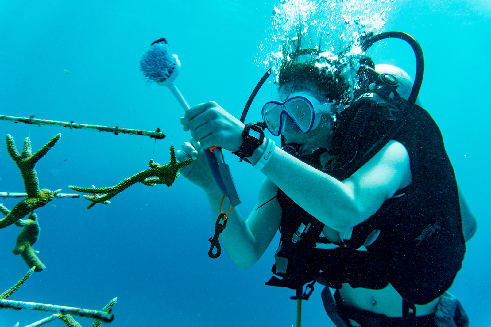 CMU marine bio student in Honduras