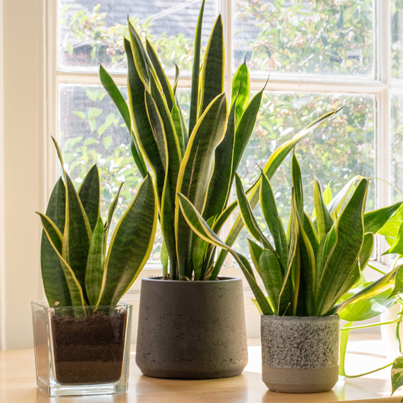 Snake Plant