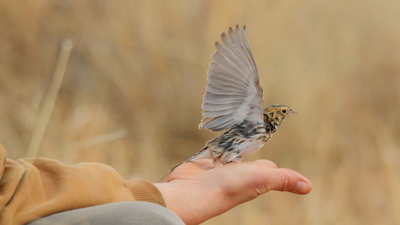 Plight of the Grassland Birds