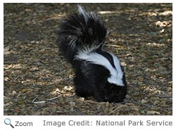 Striped Skunk