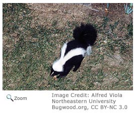 Striped Skunk