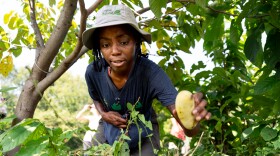 De’Nonna Jones, 23, of St. Louis’ Southwest Garden neighborhood, picks pawpaws while volunteering with Forest Releaf on Friday, Aug. 30, 2024, at Earthdance Farms in Ferguson, Mo.