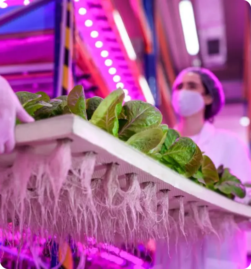 Hydroponics for Food Production