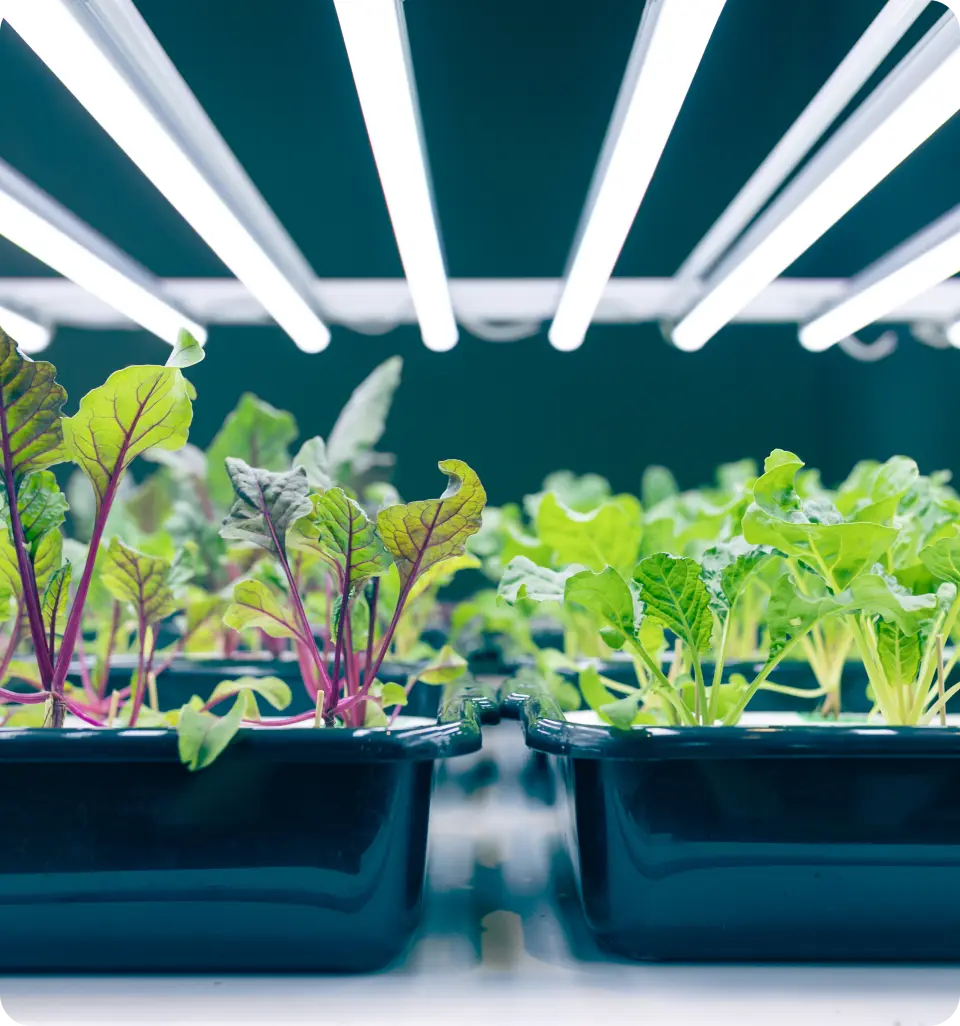 How to Grow Hydroponic Tomatoes Indoors