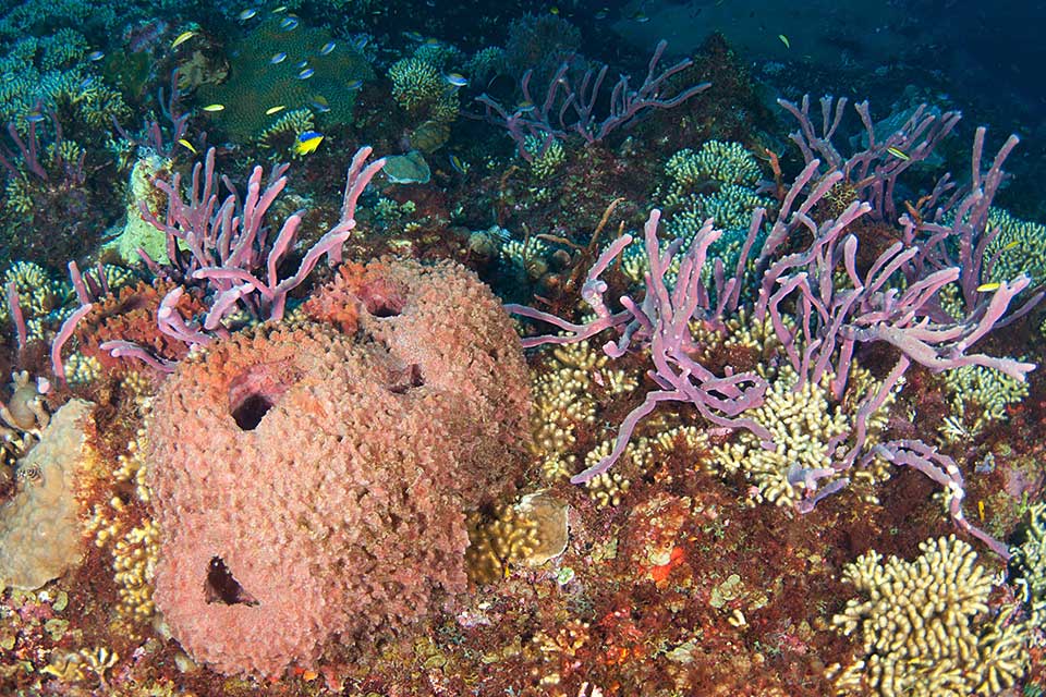 What Characteristics Make Sponges Unique Among Other Animals? - Johnson ...