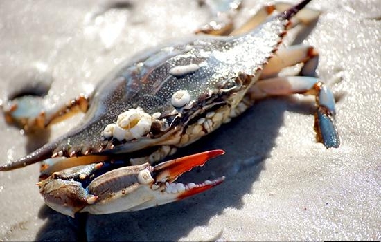 Blue Crab – "OCEAN TREASURES" Memorial Library