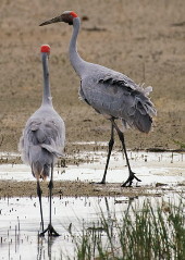 Brolga