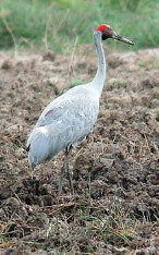 Brolga