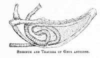 Sarus trachea