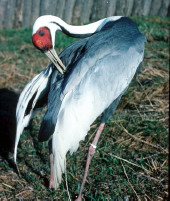 White-naped Crane