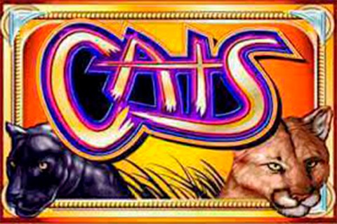 Cats Portomaso 1 