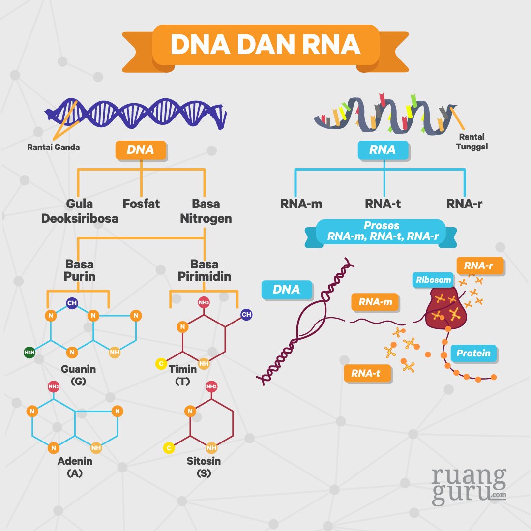 Perbedaan Dna Dan Rna Inilah Penjelasan Lengkapnya | My XXX Hot Girl