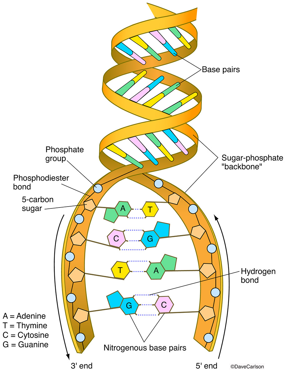 What is DNA?! Deoxyribonucleic acid هو جزيء يحتوي على التعليمات التي ...