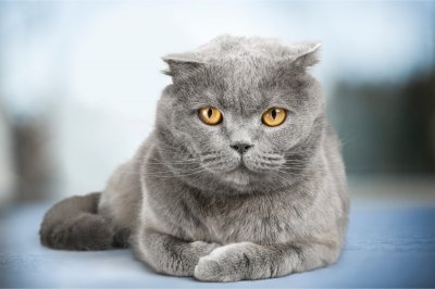 british shorthair cat