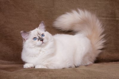 ragdoll