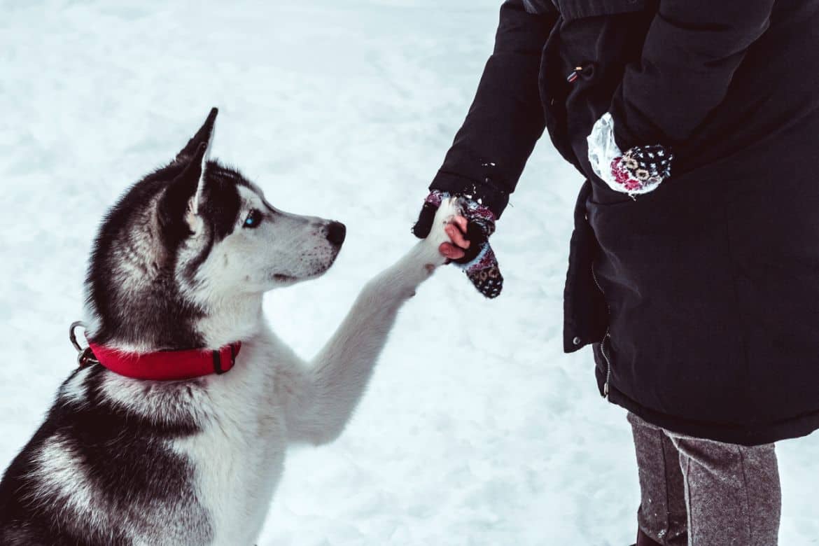 Husky giving paw