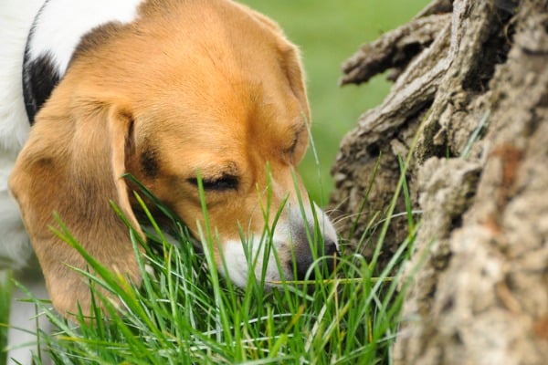 Dog eating grass