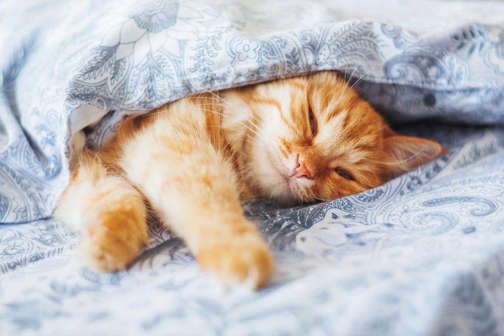 orange cat in bed