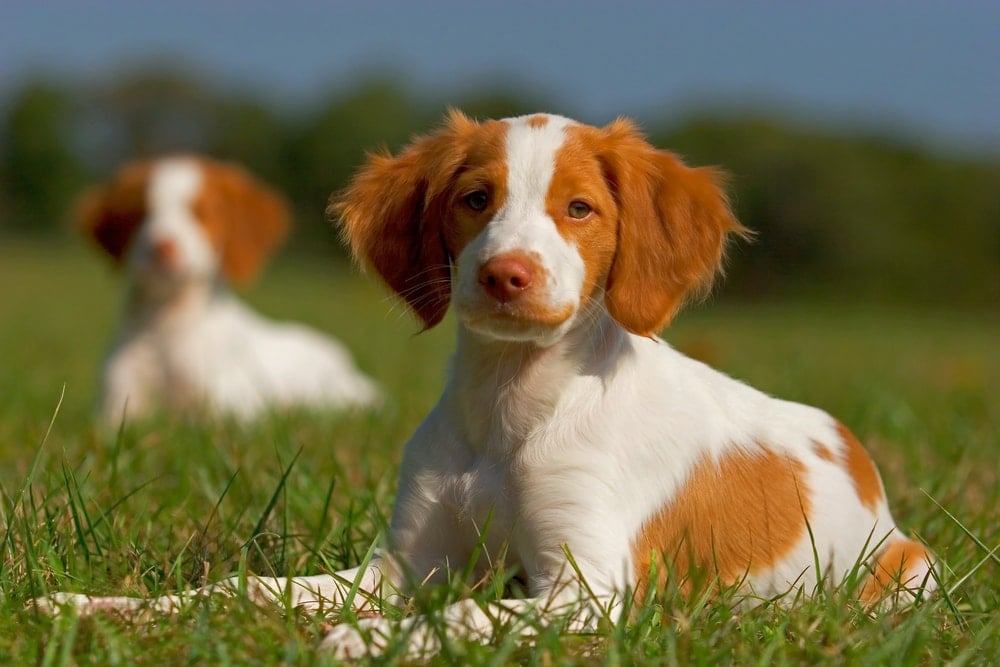 brittany puppy