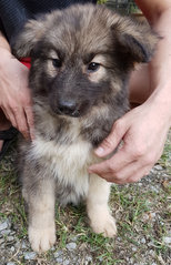 Husky Mix Puppy For Adoption - Siberian Husky Mix Dog